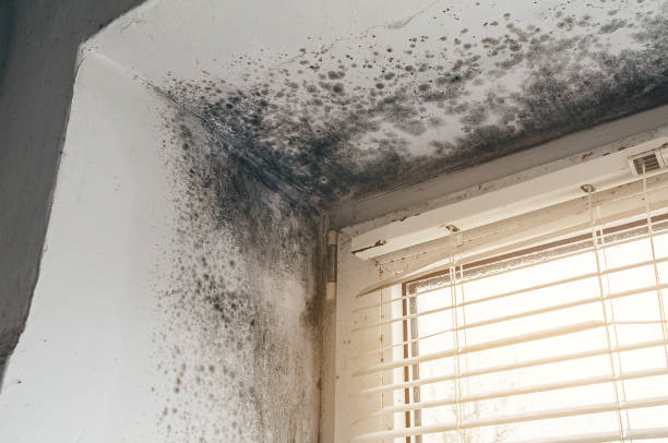 Affordable Crawl Space Mold Remediation solutions in Marion, IL